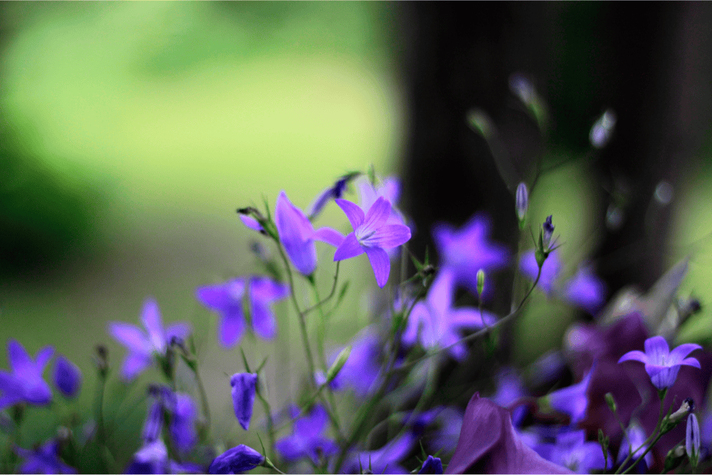 Die Glockenblume perfekt für ihren Garten